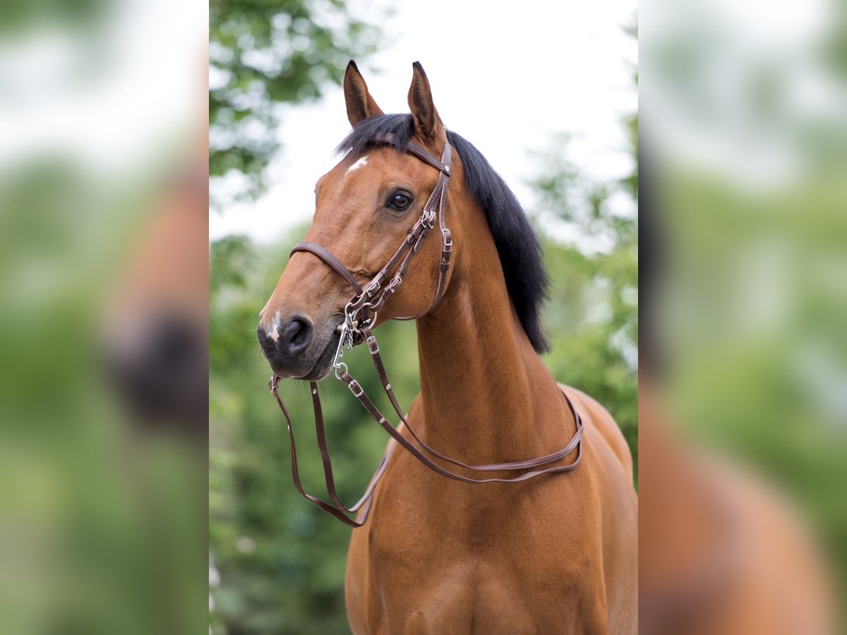 Bayerisches warmbloed Ruin 18 Jaar 175 cm Bruin in Eching