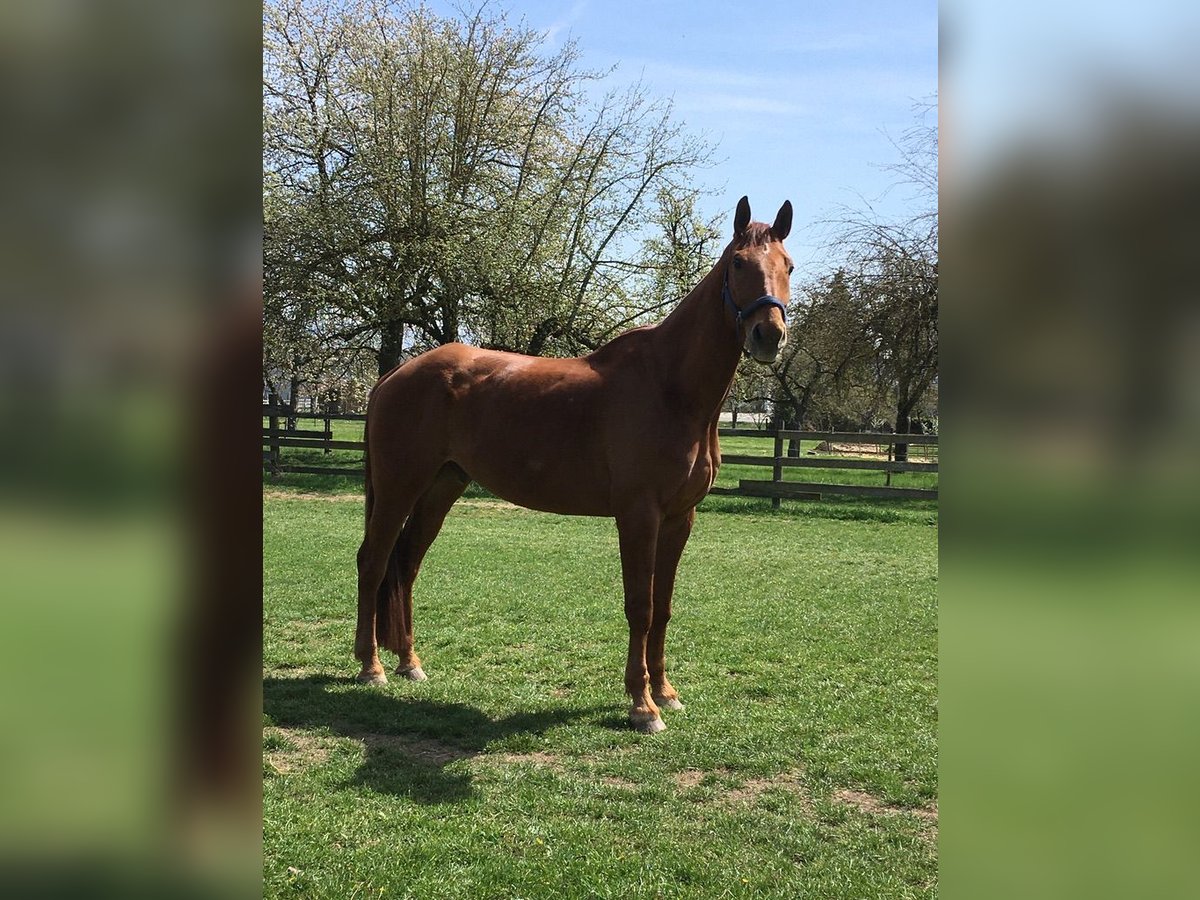 Bayerisches warmbloed Ruin 19 Jaar 175 cm Vos in Niederstotzingen