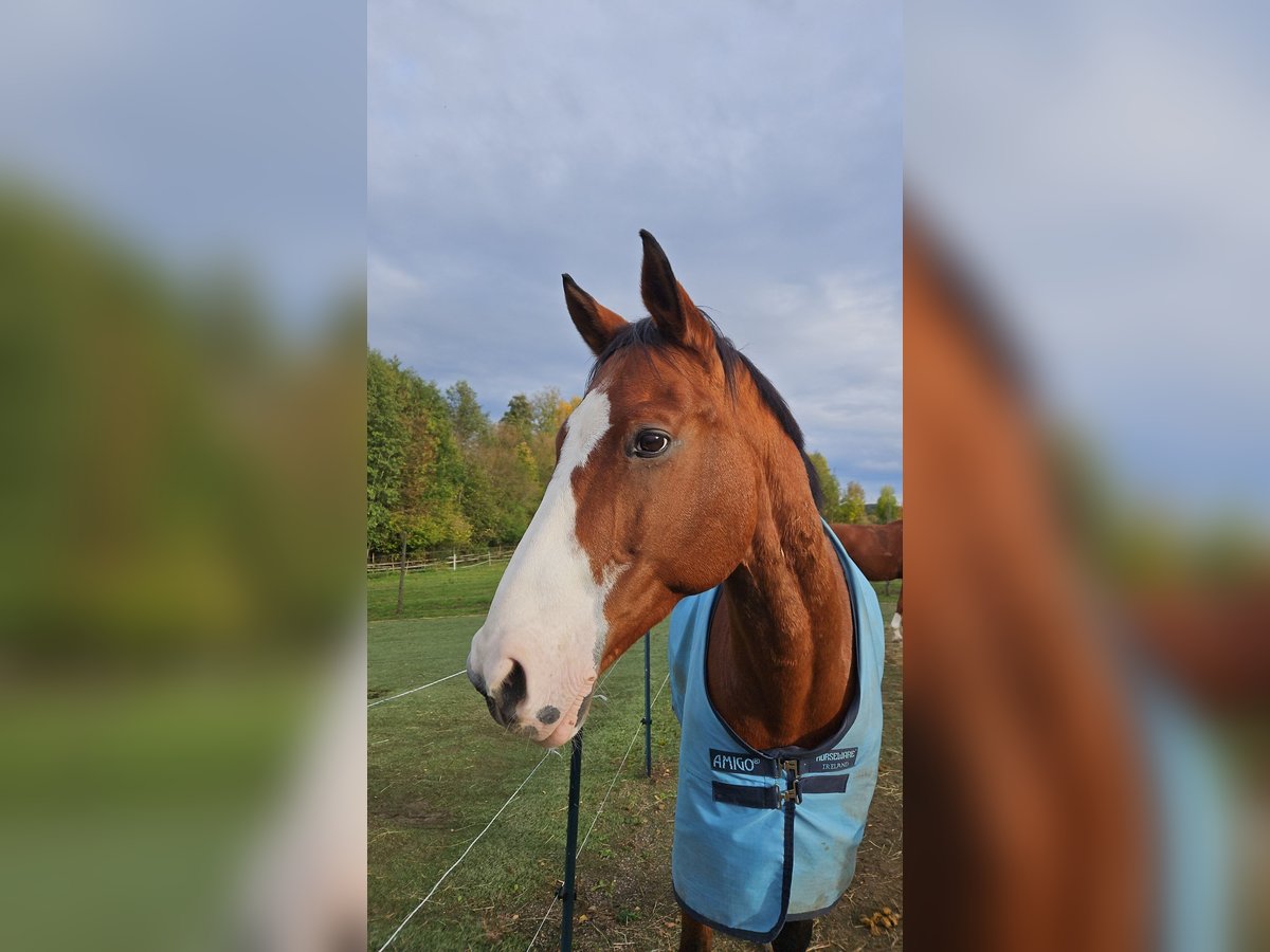 Bayerisches warmbloed Ruin 21 Jaar 170 cm Bruin in Öhringen