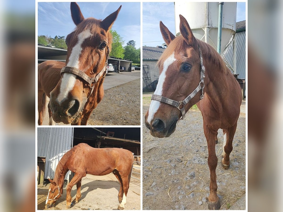 Bayerisches warmbloed Ruin 28 Jaar 165 cm Vos in Renningen