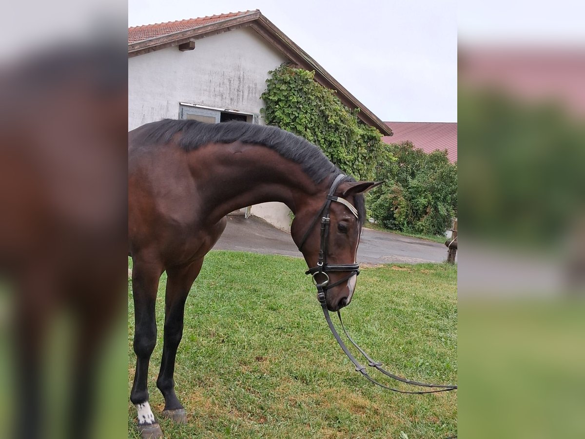Bayerisches warmbloed Ruin 3 Jaar 170 cm Donkerbruin in Waldmünchen Bayerisches warmbloed Ruin 3 Jaar 170 cm Donkerbruin in Waldmünchen