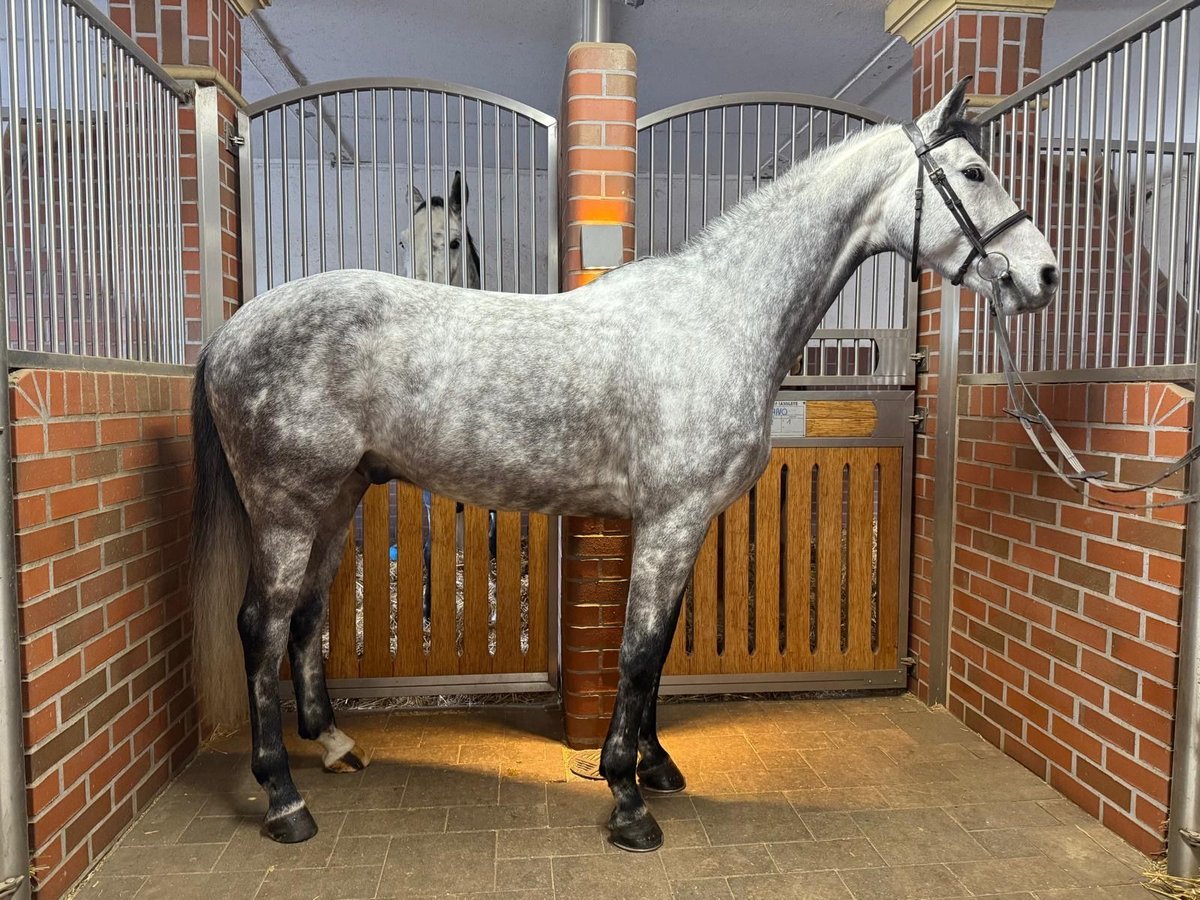 Bayerisches warmbloed Ruin 6 Jaar 165 cm Schimmel in Küps