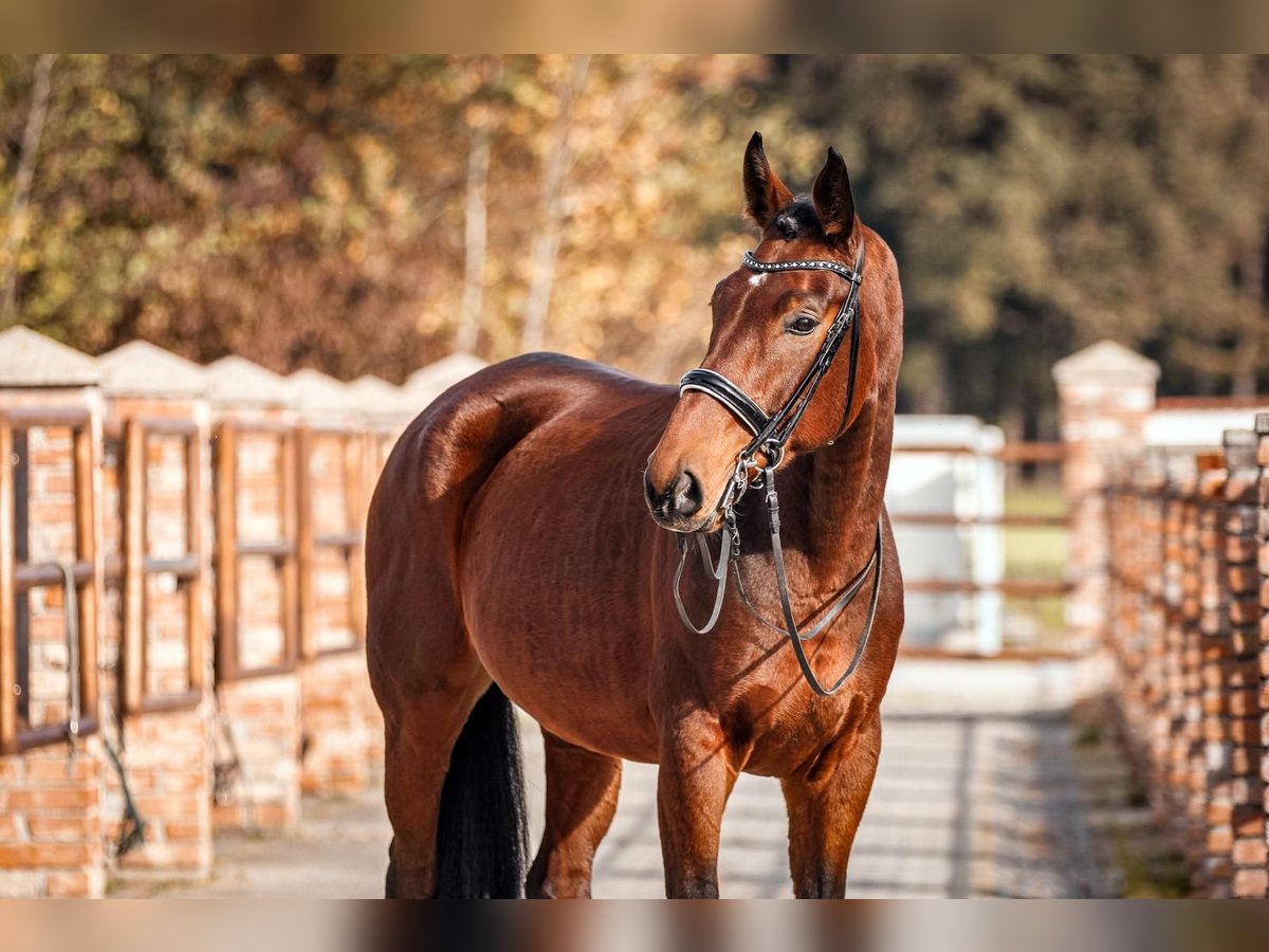 Bayerisches warmbloed Ruin 9 Jaar 174 cm Bruin in Johanniskirchen