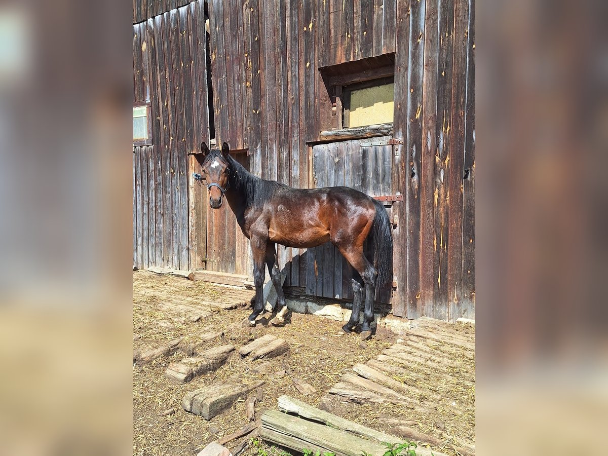 Bayerisches Warmblut Hengst 1 Jahr 150 cm Dunkelbrauner in Lintach
