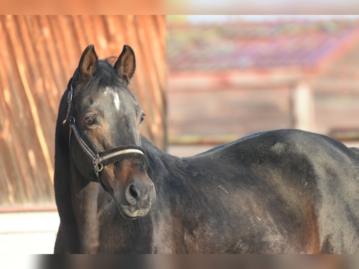 Bayerisches Warmblut Hengst 22 Jahre 169 cm Rotbrauner in Radzyń Podlaski