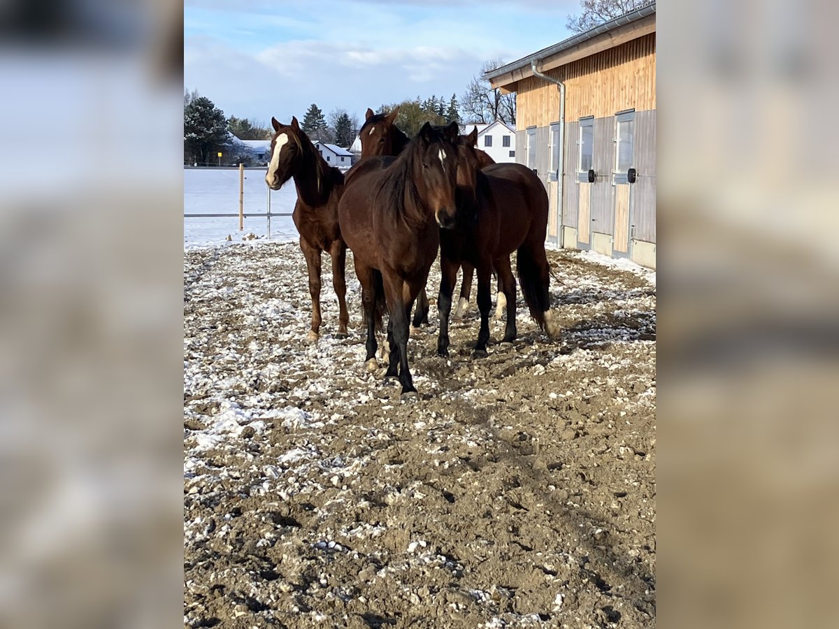 Bayerisches Warmblut Hengst 3 Jahre 162 cm Dunkelfuchs in Schenna