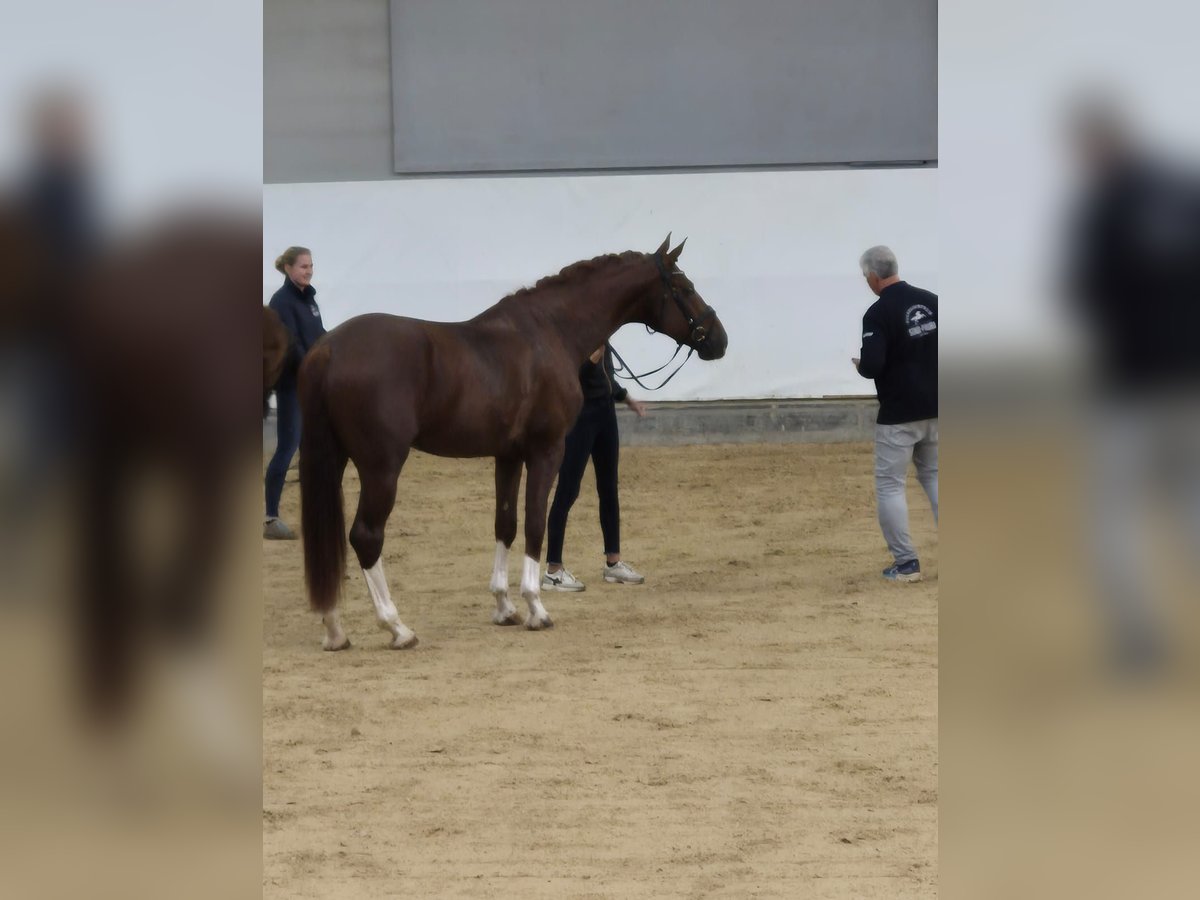 Bayerisches Warmblut Hengst 4 Jahre 174 cm Dunkelfuchs in Garching an der Alz