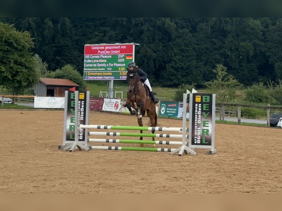 Bayerisches Warmblut Hengst 5 Jahre 168 cm Brauner in Seehausen am Staffelsee