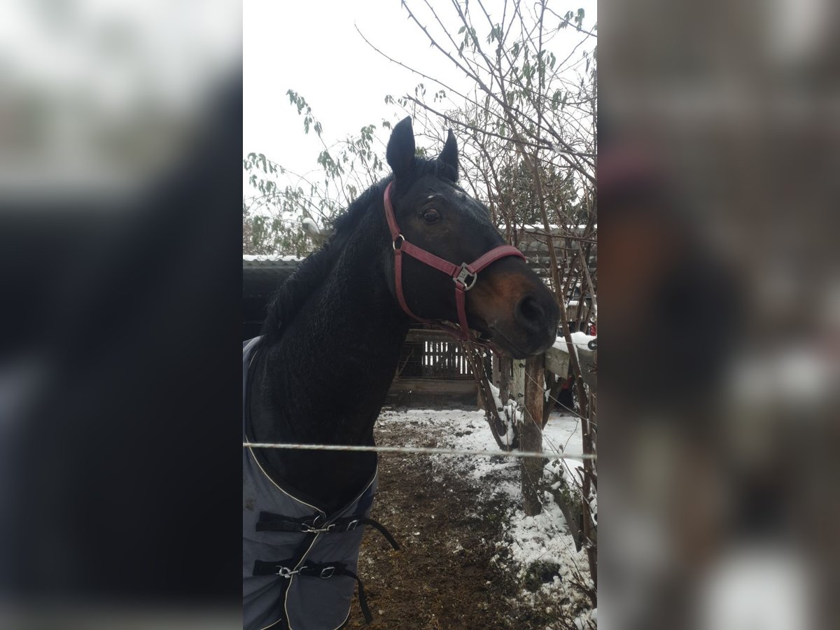 Bayerisches Warmblut Hengst Dunkelbrauner in Petersberg OT Teicha