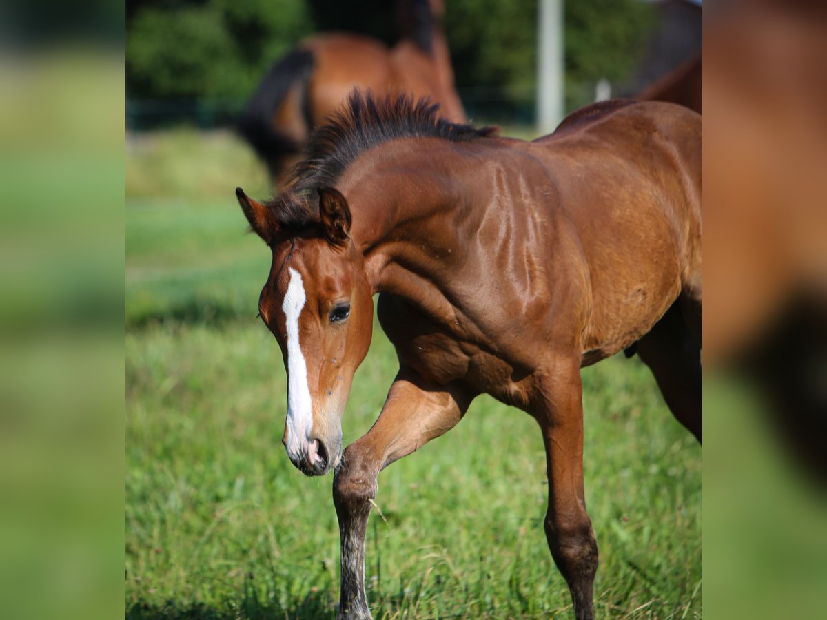 Bayerisches Warmblut Hengst  168 cm Brauner in Pleystein