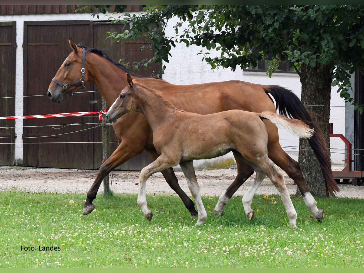 Bayerisches Warmblut Hengst Fohlen (04/2025) 172 cm Fuchs in Ingolstadt