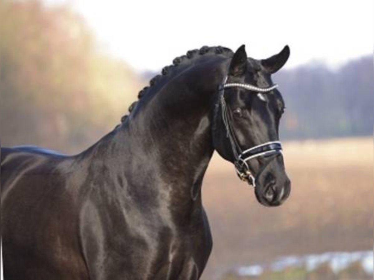 Bayerisches Warmblut Hengst Rappe in Löningen