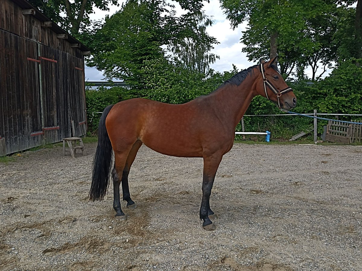 Bayerisches Warmblut Stute 11 Jahre 169 cm Brauner in Kettershausen