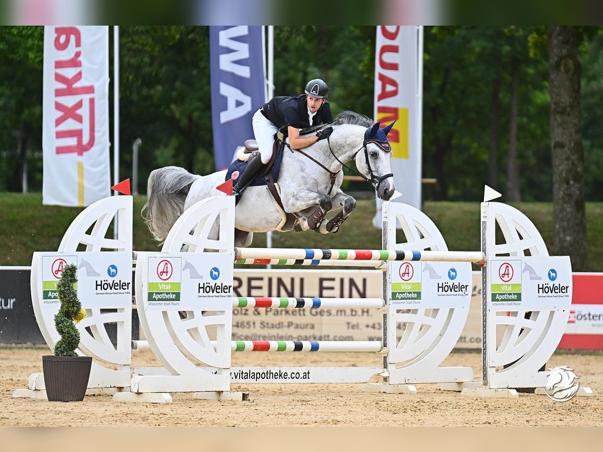 Bayerisches Warmblut Stute 11 Jahre 172 cm Schimmel in Schöllnach