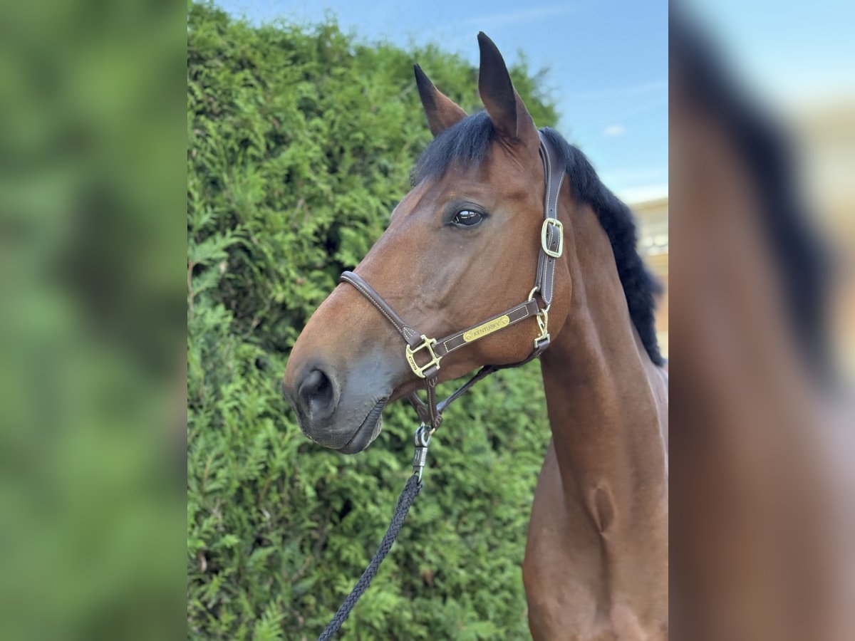 Bayerisches Warmblut Stute 11 Jahre 175 cm Brauner in Limburg an der Lahn