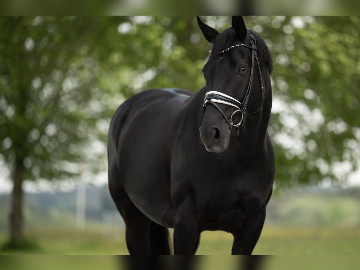 Bayerisches Warmblut Stute 12 Jahre 164 cm Rappe in BuchloeHonsolgen