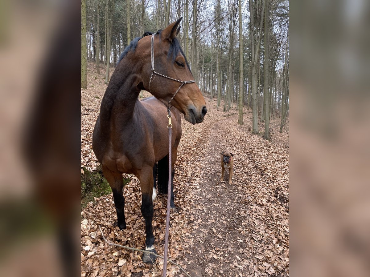 Bayerisches Warmblut Stute 12 Jahre 169 cm Brauner in Haibach