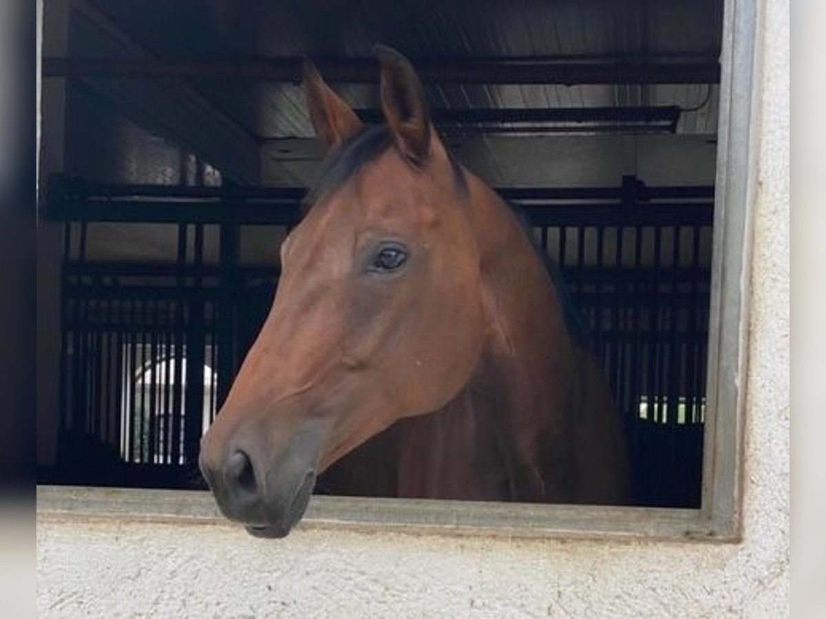 Bayerisches Warmblut Stute 12 Jahre 170 cm Brauner in Mühldorf am Inn