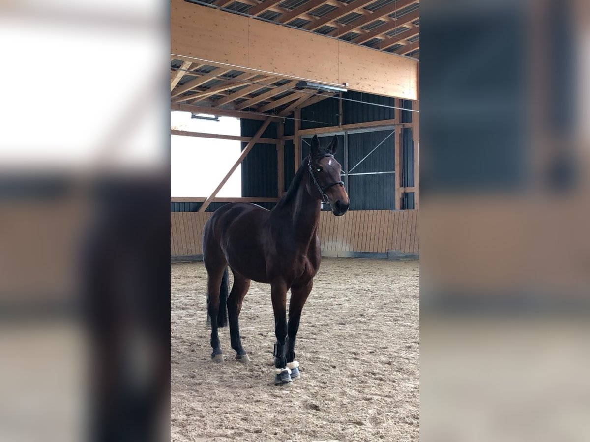 Bayerisches Warmblut Stute 13 Jahre 168 cm Brauner in Grafenrheinfeld