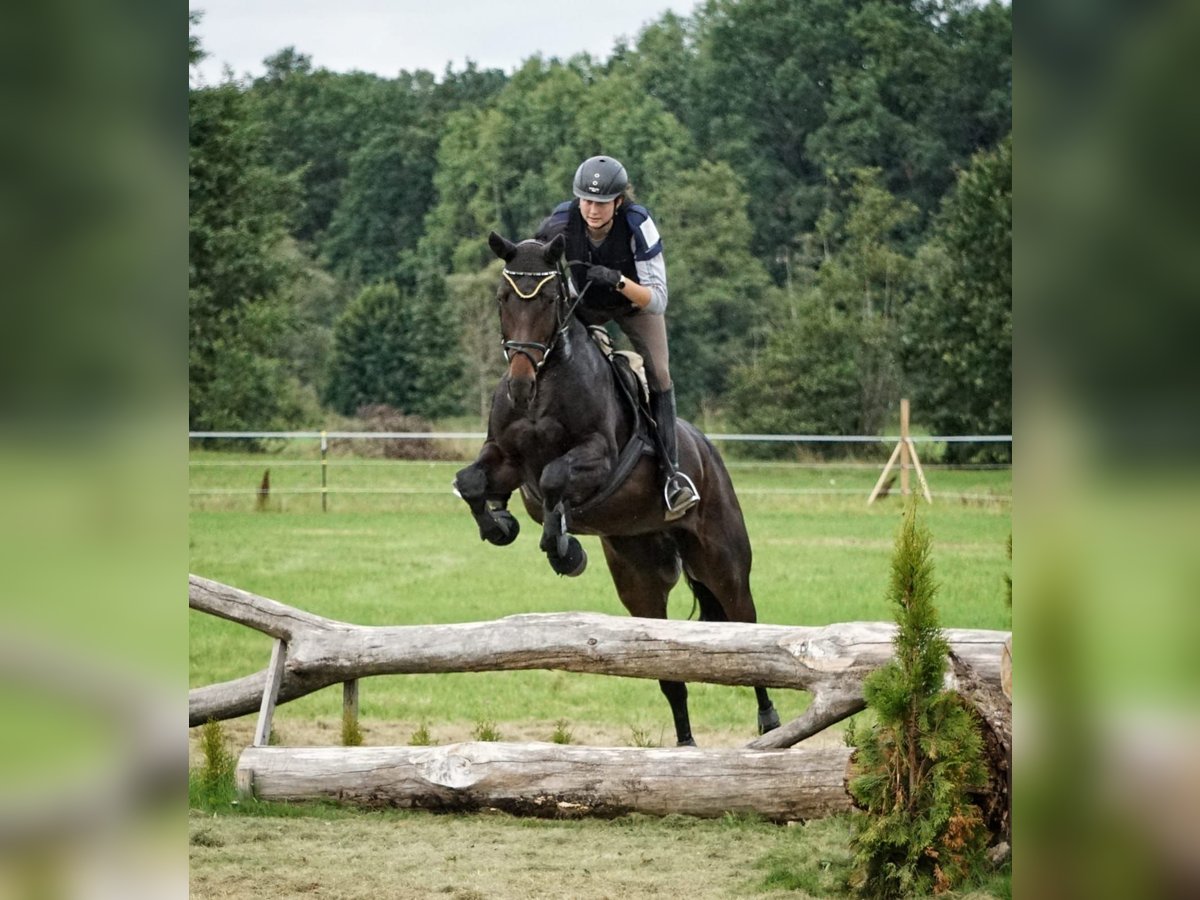 Bayerisches Warmblut Stute 13 Jahre 170 cm Dunkelbrauner in Kulmbach