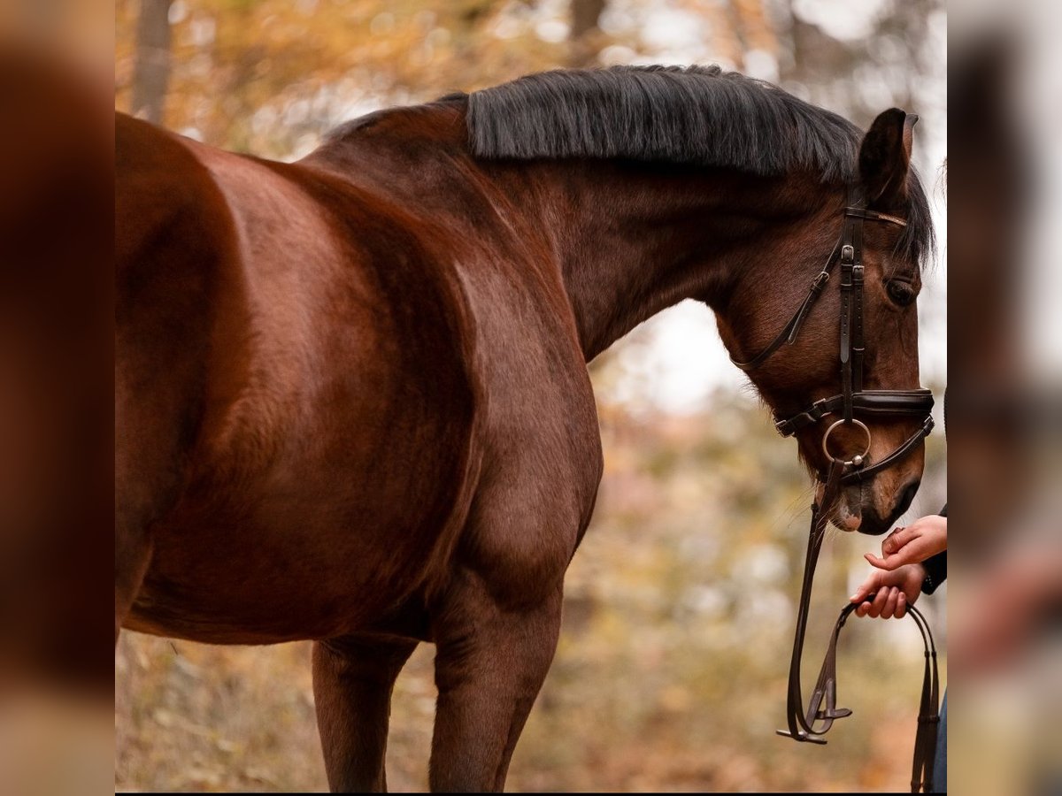 Bayerisches Warmblut Stute 13 Jahre 171 cm Brauner in Manching