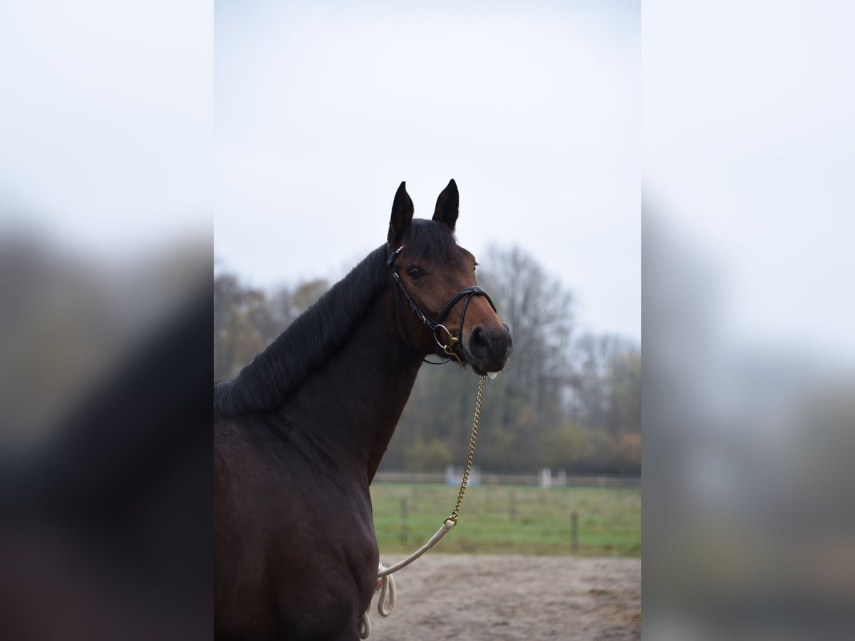 Bayerisches Warmblut Stute 13 Jahre 175 cm Brauner in Alkoven