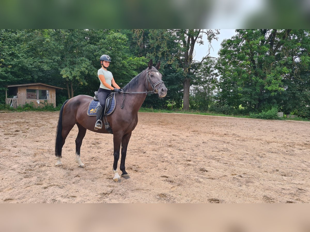 Bayerisches Warmblut Stute 13 Jahre 178 cm Rappe in Neuburg an der Donau