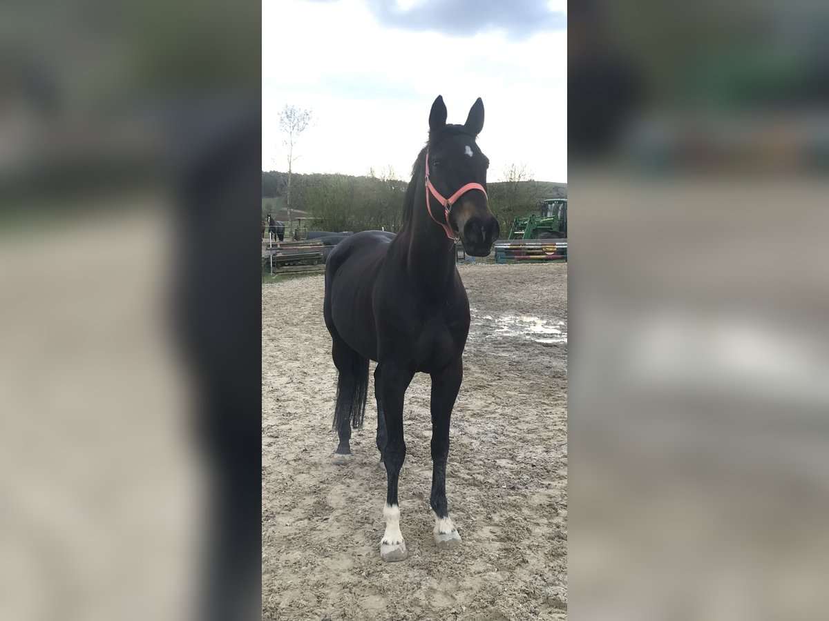 Bayerisches Warmblut Stute 14 Jahre 163 cm Dunkelbrauner in Jade