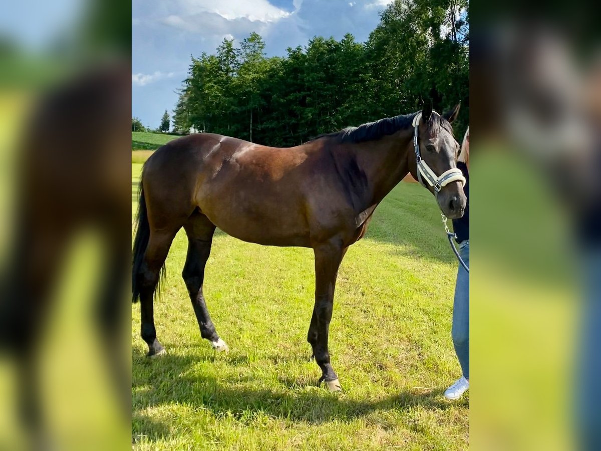 Bayerisches Warmblut Stute 14 Jahre 164 cm Schwarzbrauner in Altfraunhofen