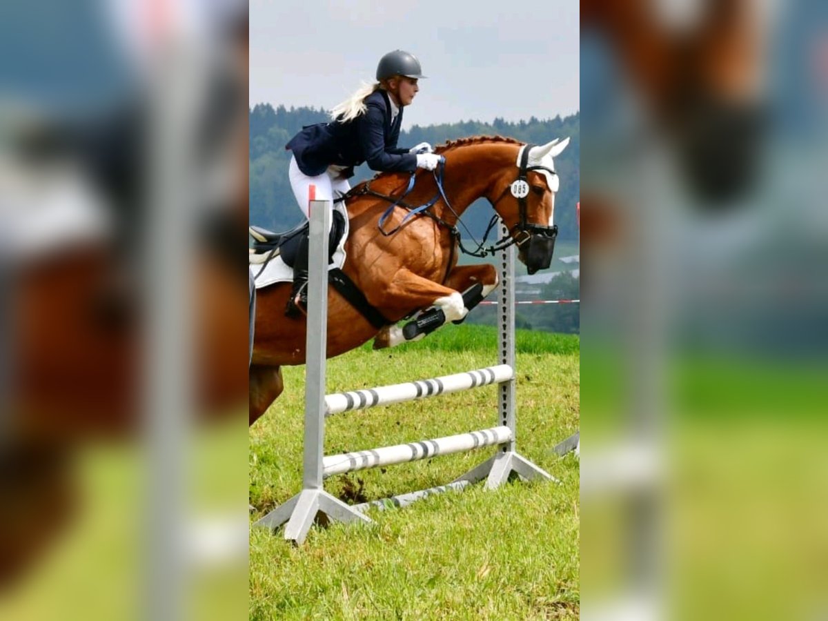 Bayerisches Warmblut Stute 14 Jahre 165 cm Fuchs in Leutkirch im Allgäu