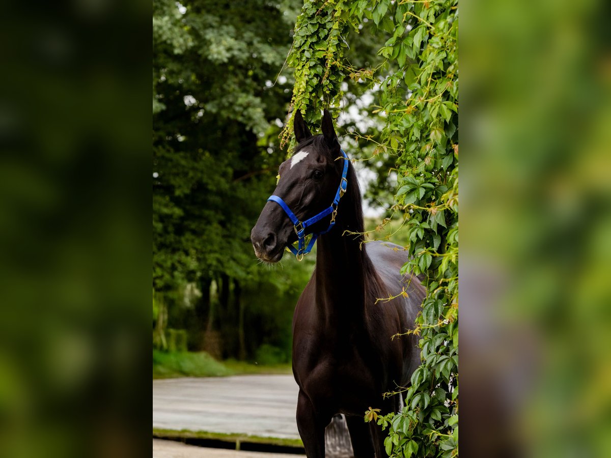 Bayerisches Warmblut Stute 14 Jahre 175 cm Rappe in Falkenberg