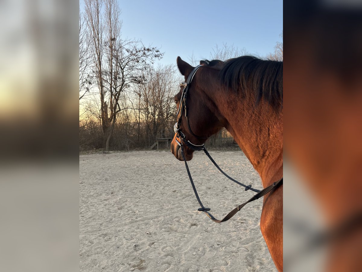 Bayerisches Warmblut Stute 15 Jahre 160 cm Brauner in Wimmersdorf
