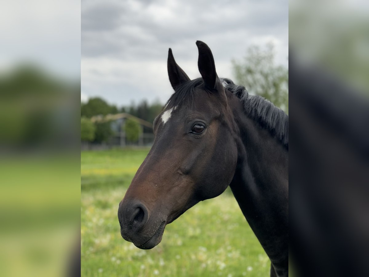 Bayerisches Warmblut Stute 15 Jahre 160 cm Dunkelbrauner in Seebruck