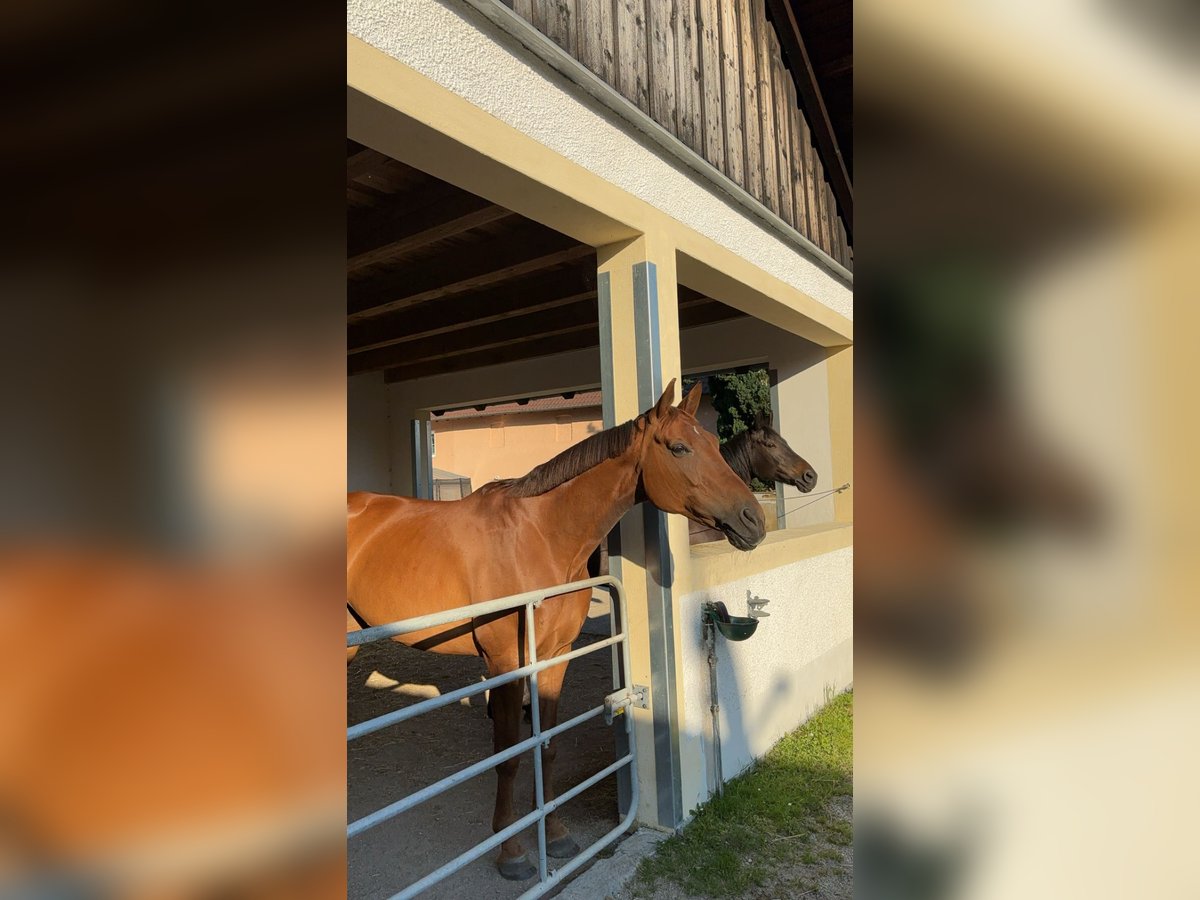 Bayerisches Warmblut Stute 15 Jahre 166 cm Fuchs in Pocking