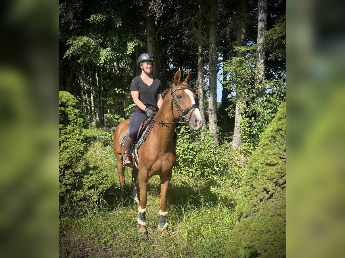 Bayerisches Warmblut Stute 16 Jahre 164 cm Fuchs in Pelmberg