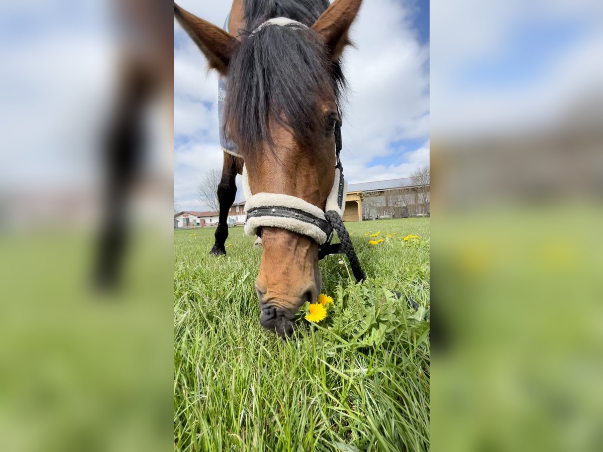 Bayerisches Warmblut Stute 16 Jahre 166 cm Brauner in Altenm&#xFC;nster