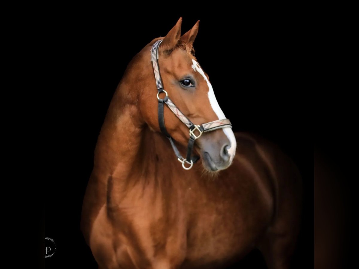 Bayerisches Warmblut Stute 16 Jahre 167 cm Fuchs in Illertissen