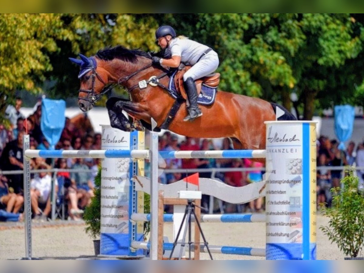 Bayerisches Warmblut Stute 16 Jahre 173 cm Brauner in Seester