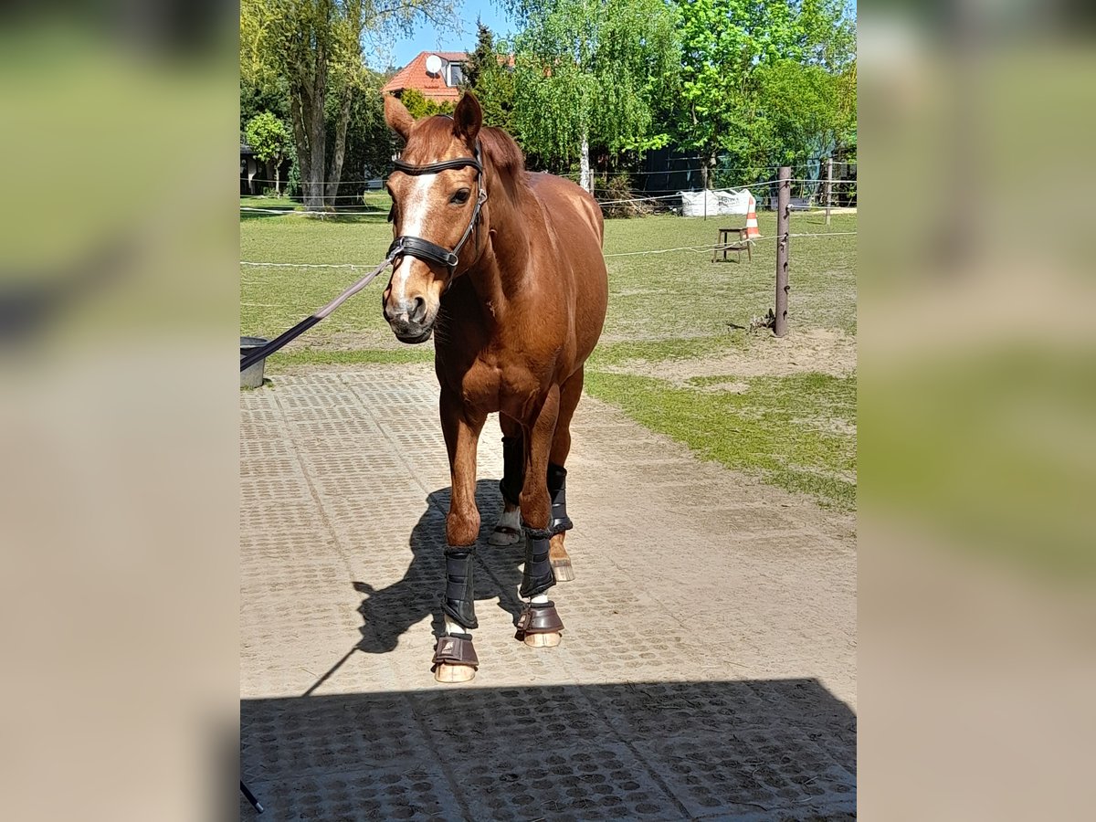 Bayerisches Warmblut Stute 17 Jahre 163 cm Fuchs in Sch&#xF6;nwalde-Glien