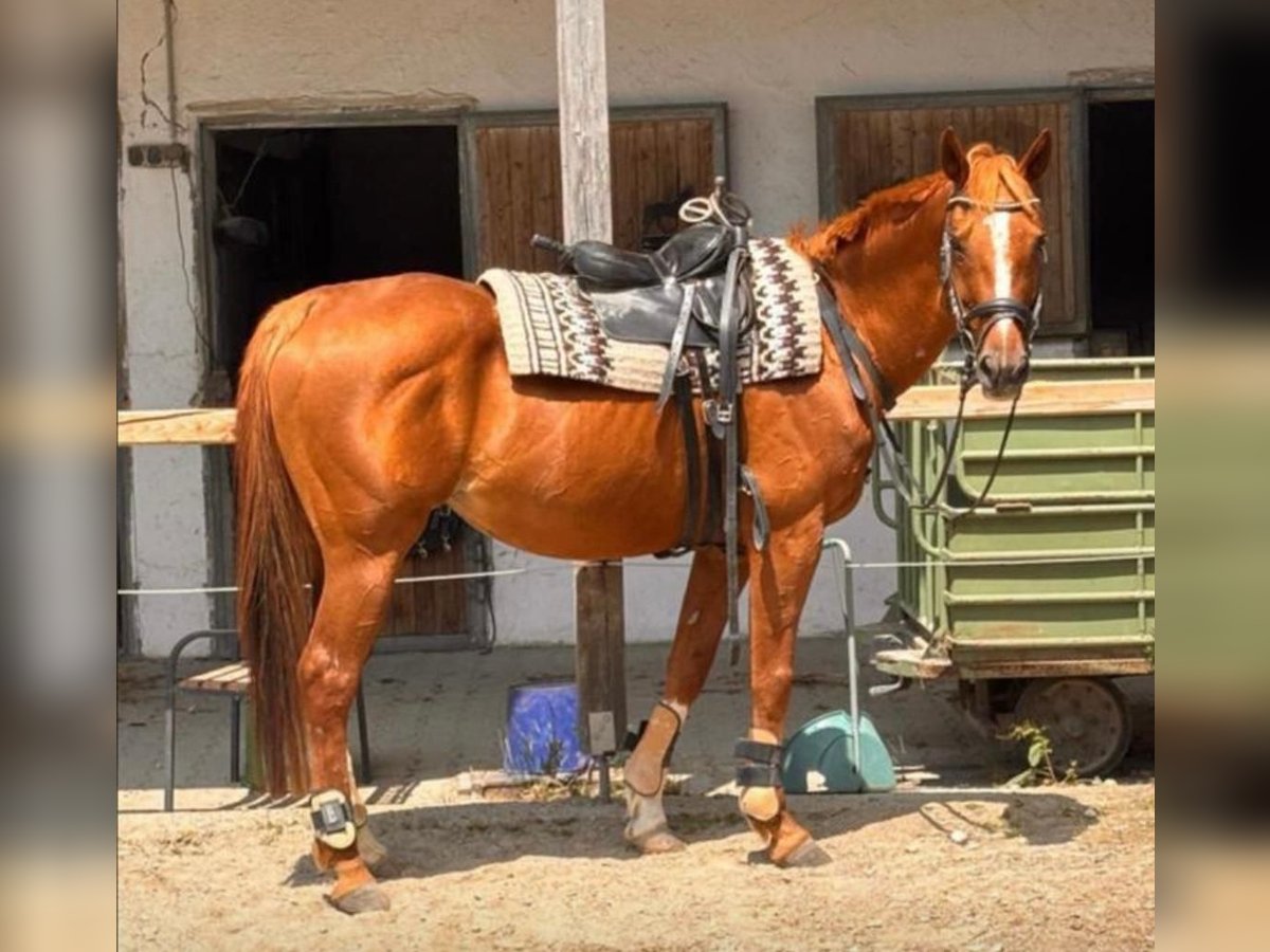 Bayerisches Warmblut Stute 17 Jahre 168 cm Fuchs in Wasserburg am Inn Bayerisches Warmblut Stute 17 Jahre 168 cm Fuchs in Wasserburg am Inn