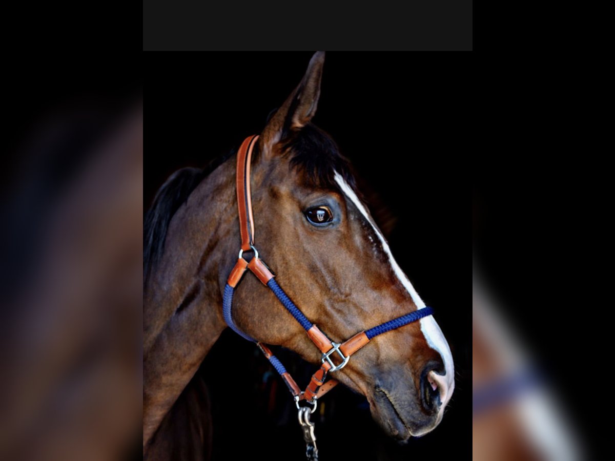 Bayerisches Warmblut Stute 18 Jahre 170 cm Brauner in Oettingen in Bayern
