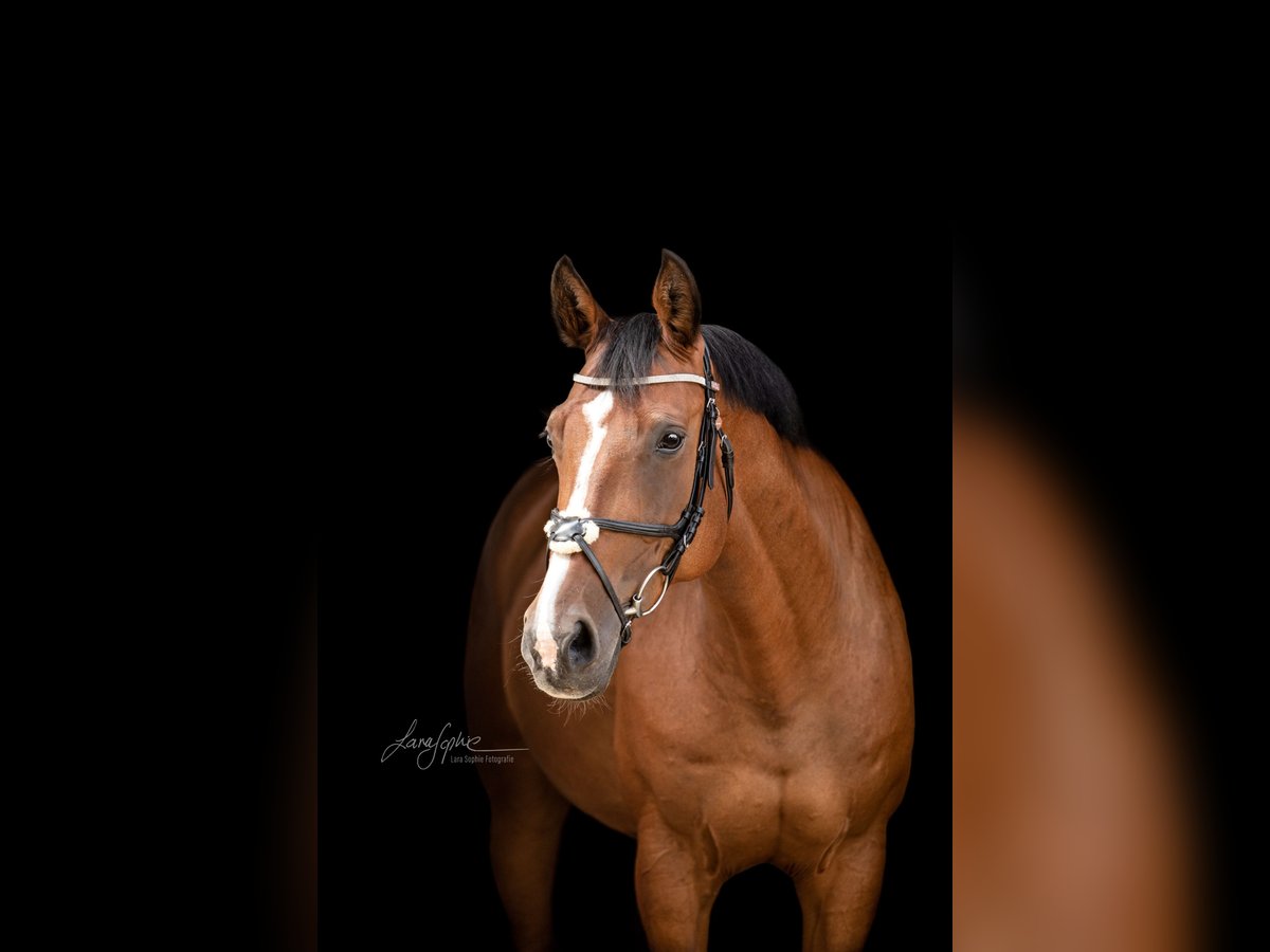 Bayerisches Warmblut Stute 19 Jahre 165 cm Brauner in Dinkelsb&#xFC;hl