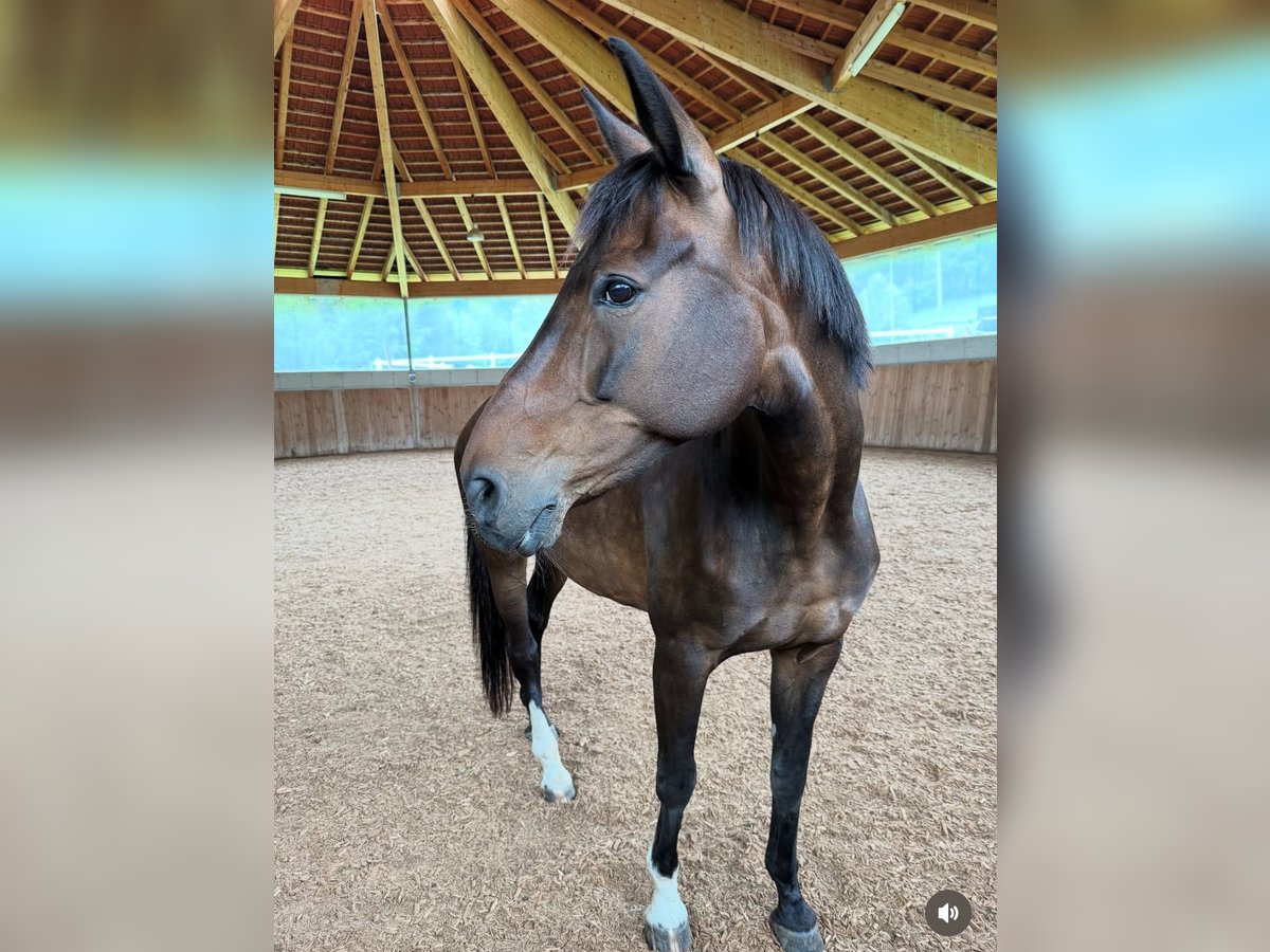 Bayerisches Warmblut Stute 19 Jahre 170 cm in Tirol
