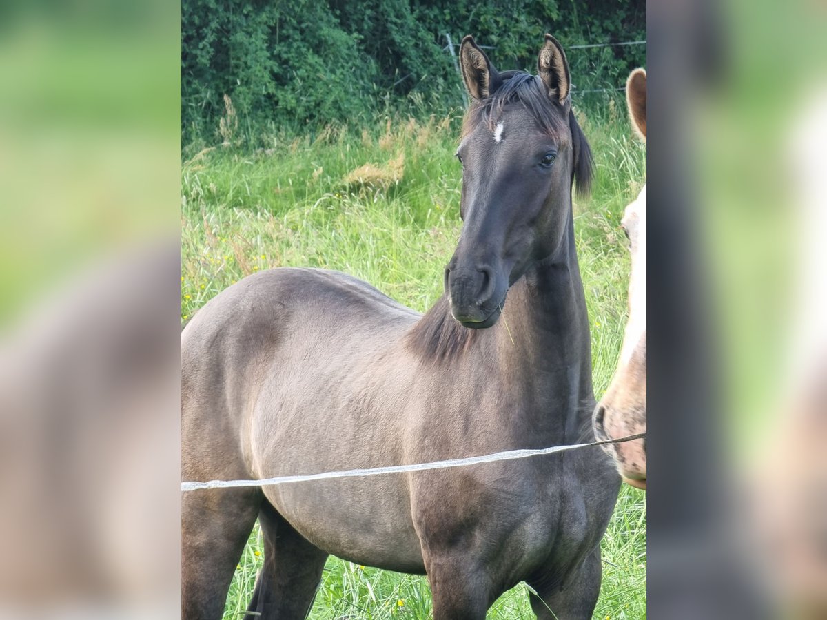 Bayerisches Warmblut Stute 1 Jahr 165 cm Grullo in Rauschenberg
