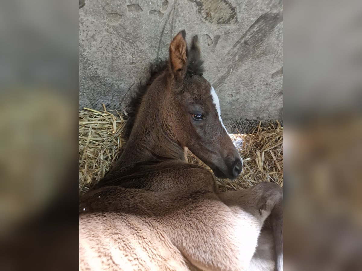 Bayerisches Warmblut Stute 1 Jahr Dunkelbrauner in Erkrath