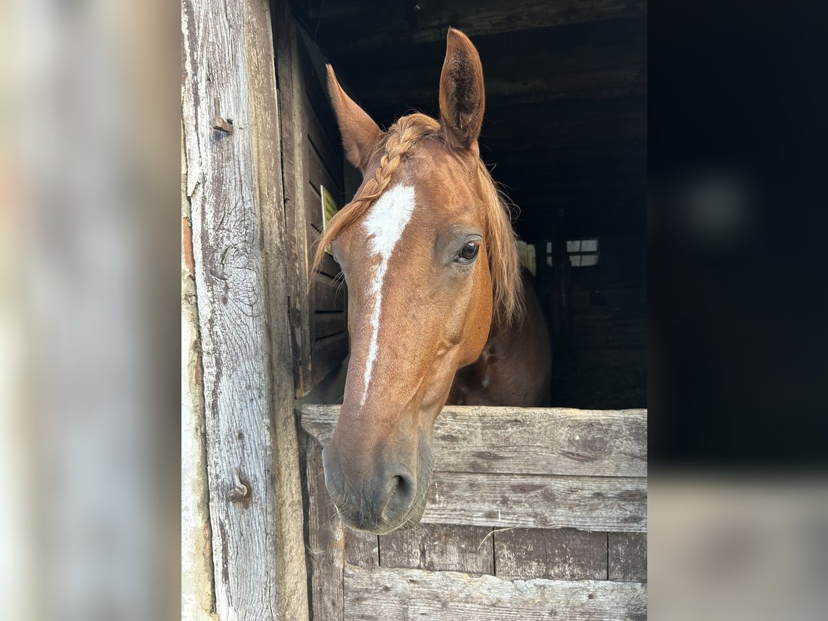 Bayerisches Warmblut Stute 20 Jahre 159 cm Fuchs in Ostrach Bayerisches Warmblut Stute 20 Jahre 159 cm Fuchs in Ostrach