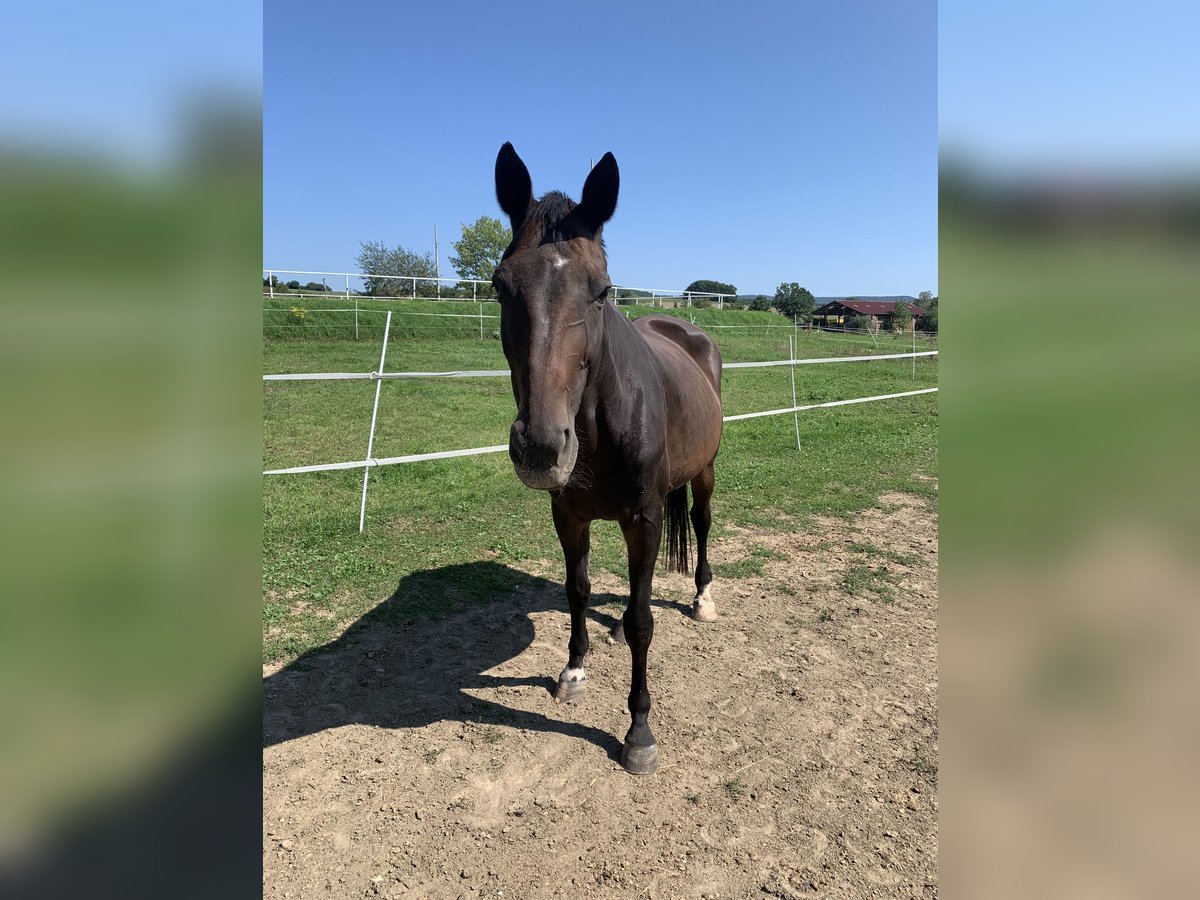Bayerisches Warmblut Stute 20 Jahre 174 cm Brauner in Bamberg