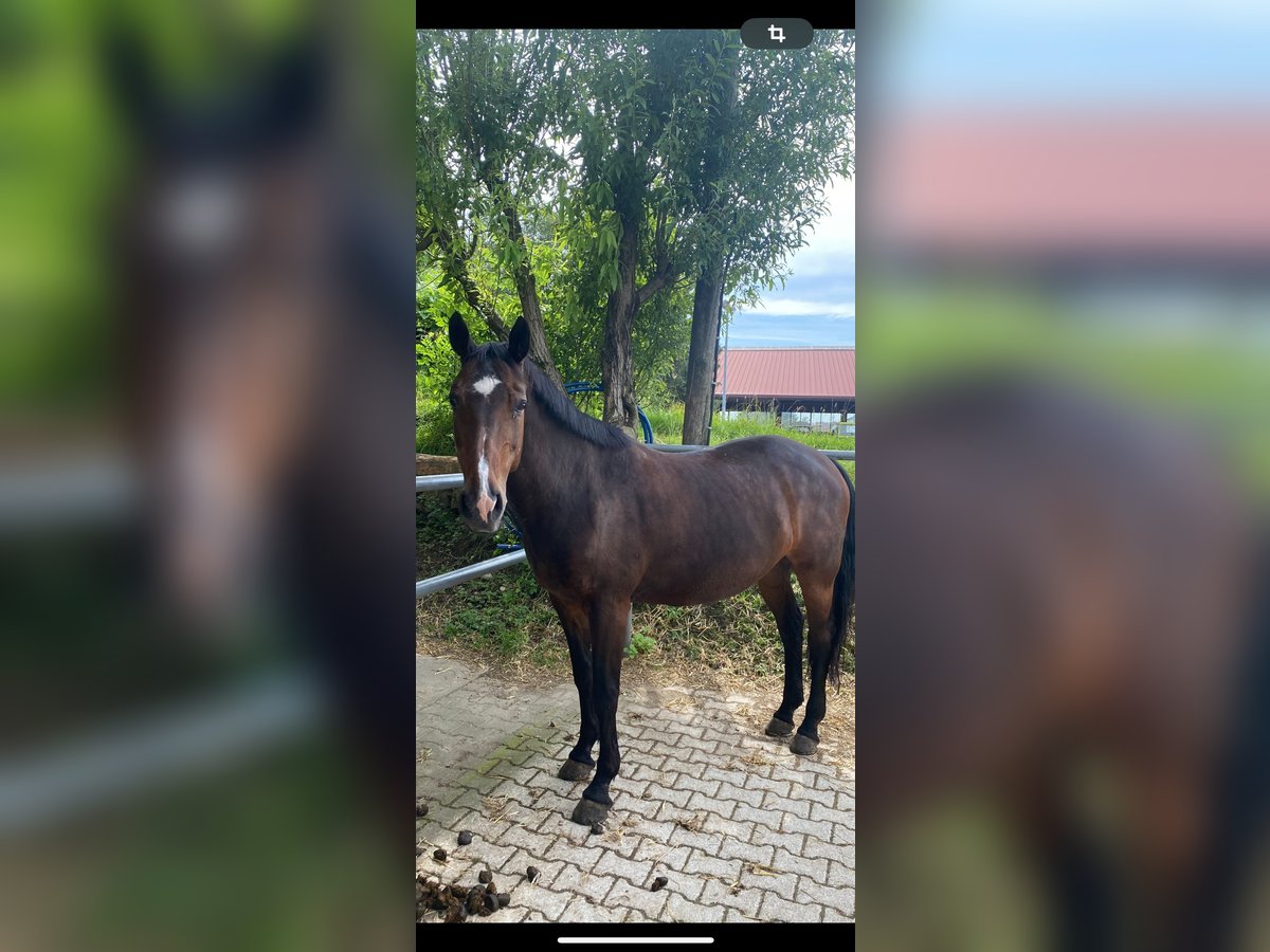 Bayerisches Warmblut Stute 23 Jahre 169 cm Dunkelbrauner in Freilassing