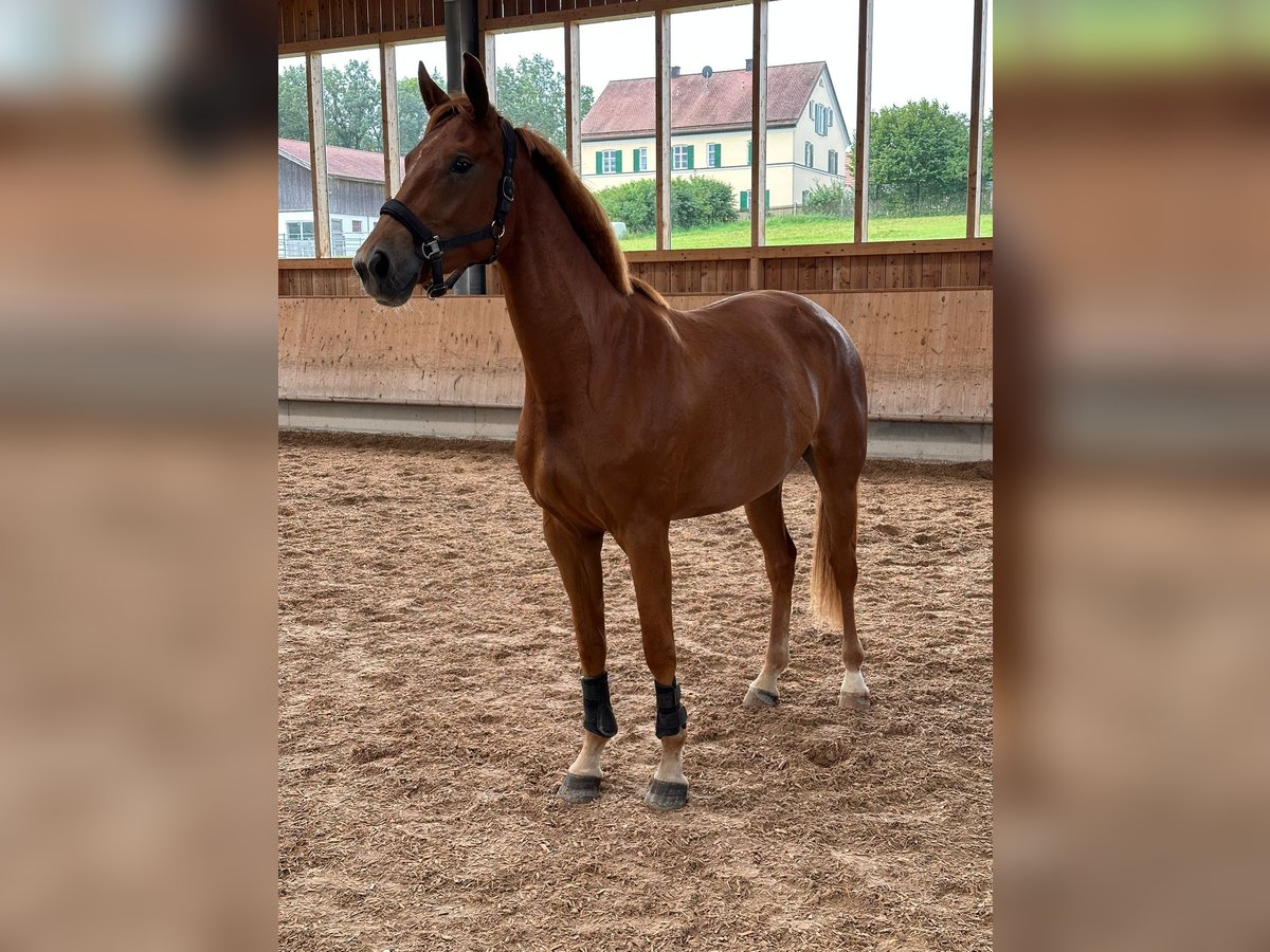 Bayerisches Warmblut Stute 3 Jahre 165 cm Fuchs in Moosburg