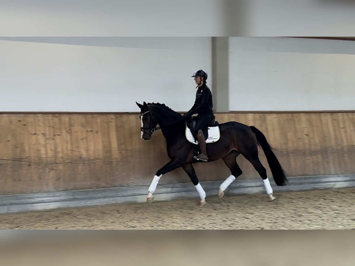 Bayerisches Warmblut Stute 3 Jahre 167 cm Brauner in Rottenburg an der Laaber